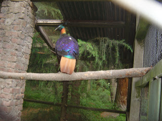 Himalayan Monal in Manali