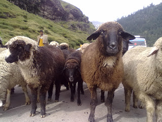 Herd of sheep