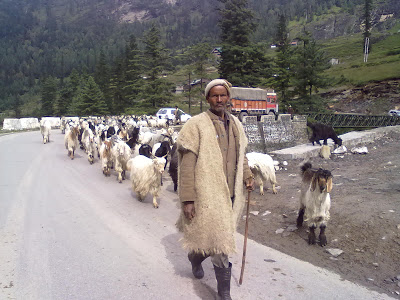 Shepherd