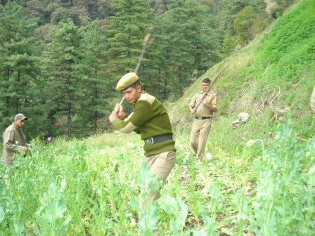 Police destroy poppy plants in Kullu