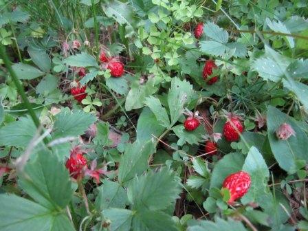 Wild strawberries - manali cream