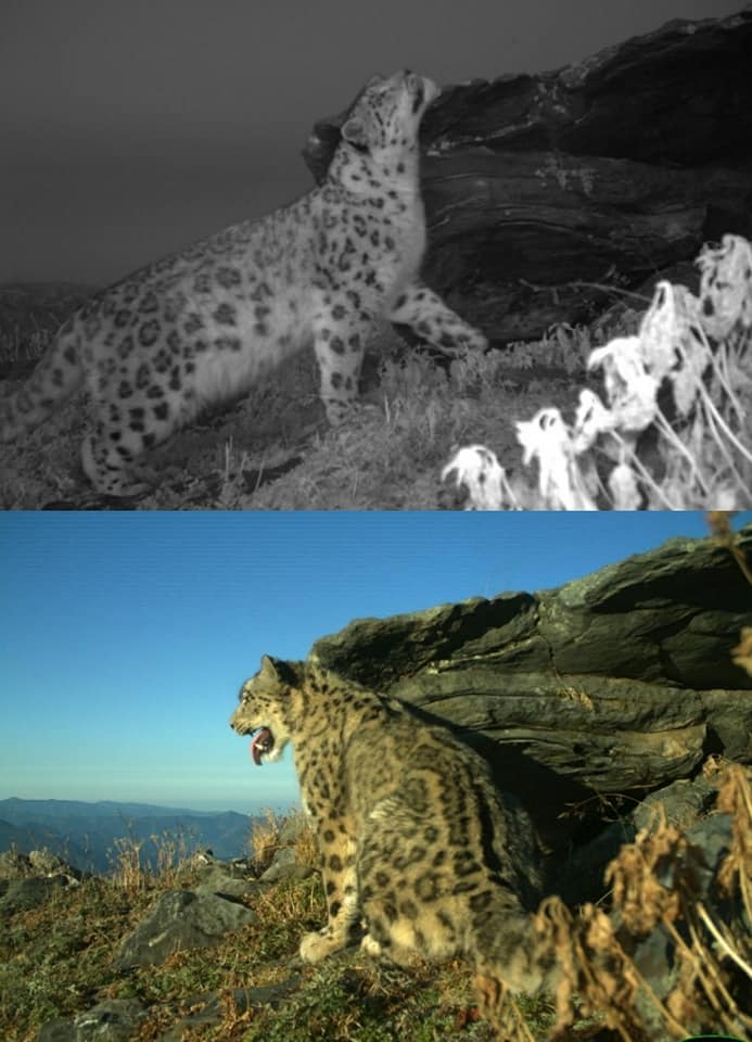 Snow leopard in GHNP