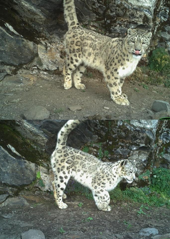 Snow leopard in GHNP